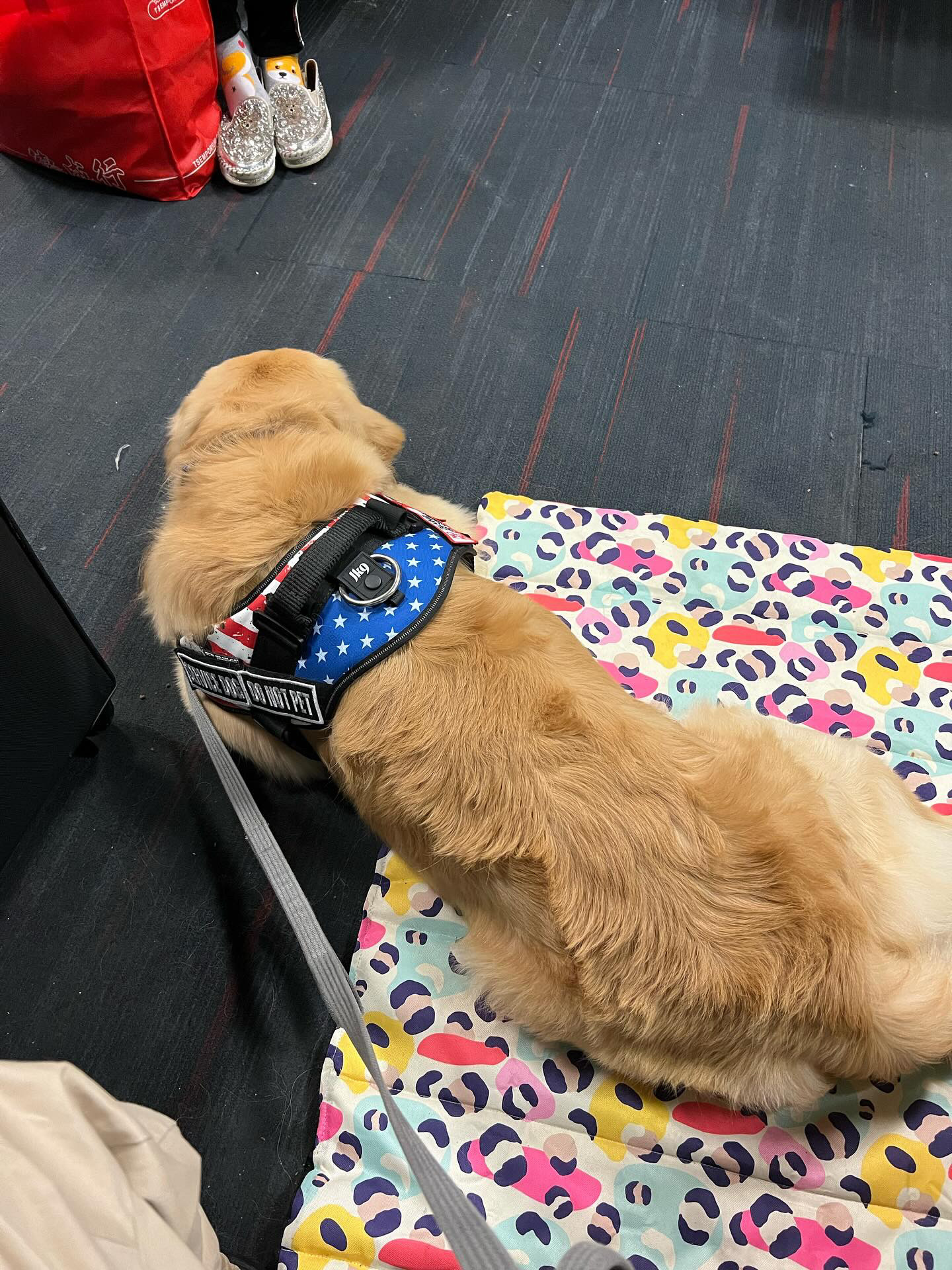 Asher, Golden Retriever — in the field