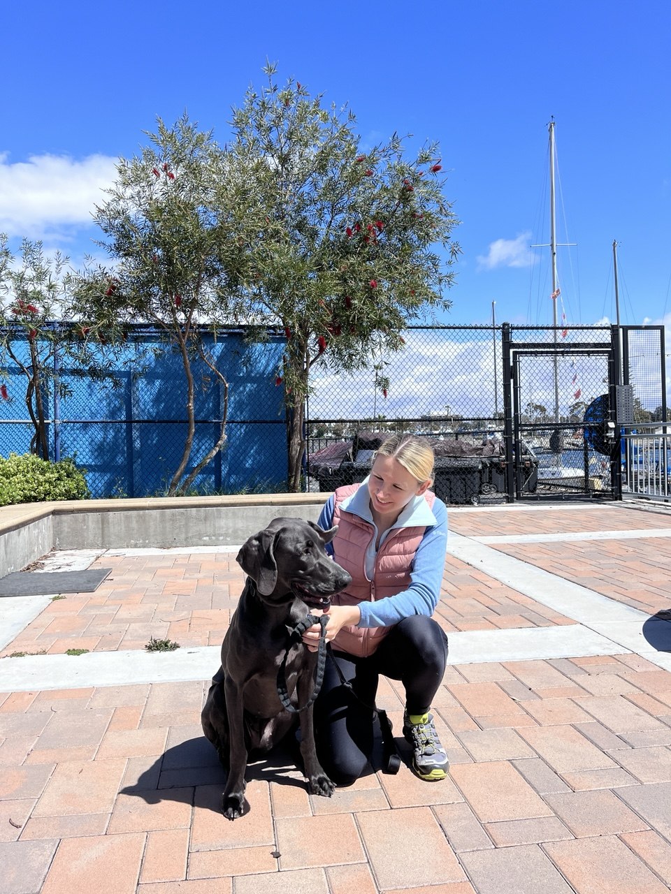 Black Labrador in a settled sit at Marina del Rey