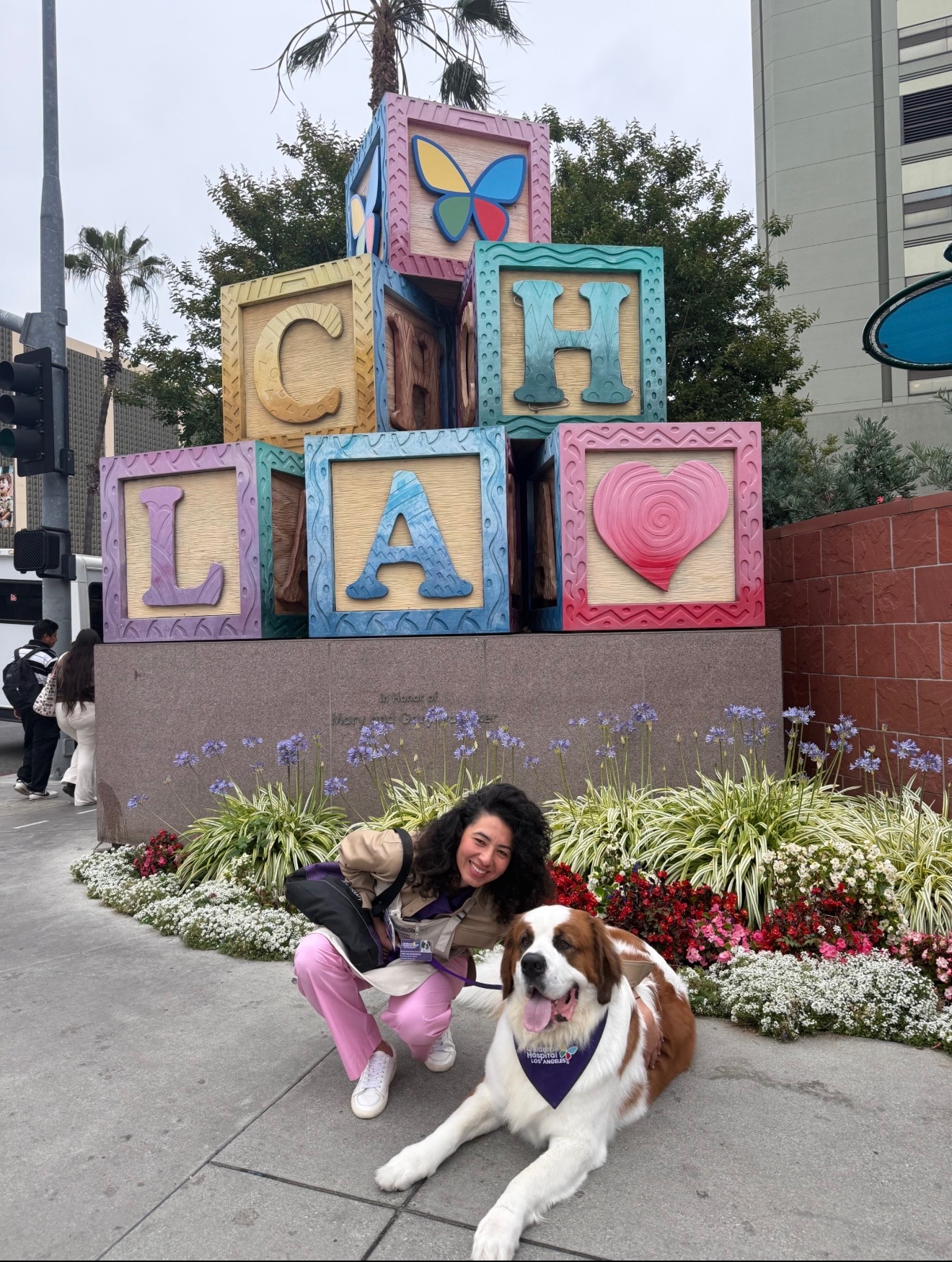 Archie, St. Bernard — in the field