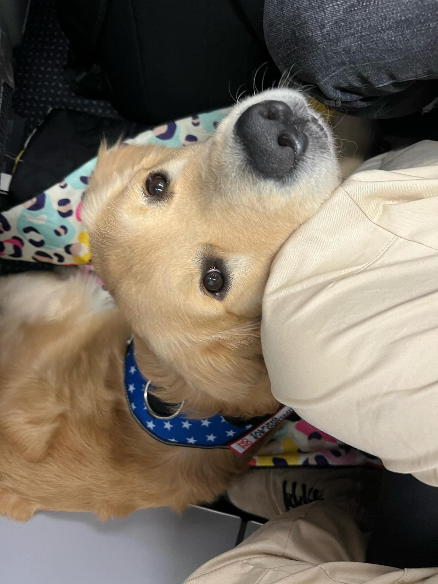 Asher, Golden Retriever — portrait