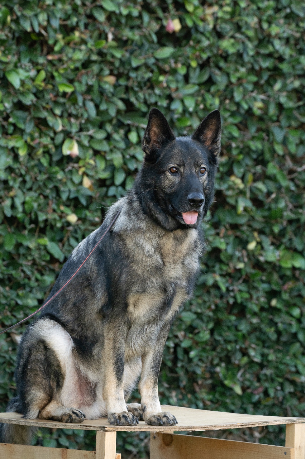 Charlie, German Shepherd — portrait