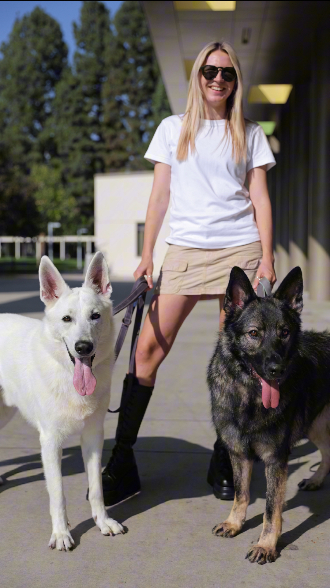 Trainer working with two Belgian Malinois in a garden
