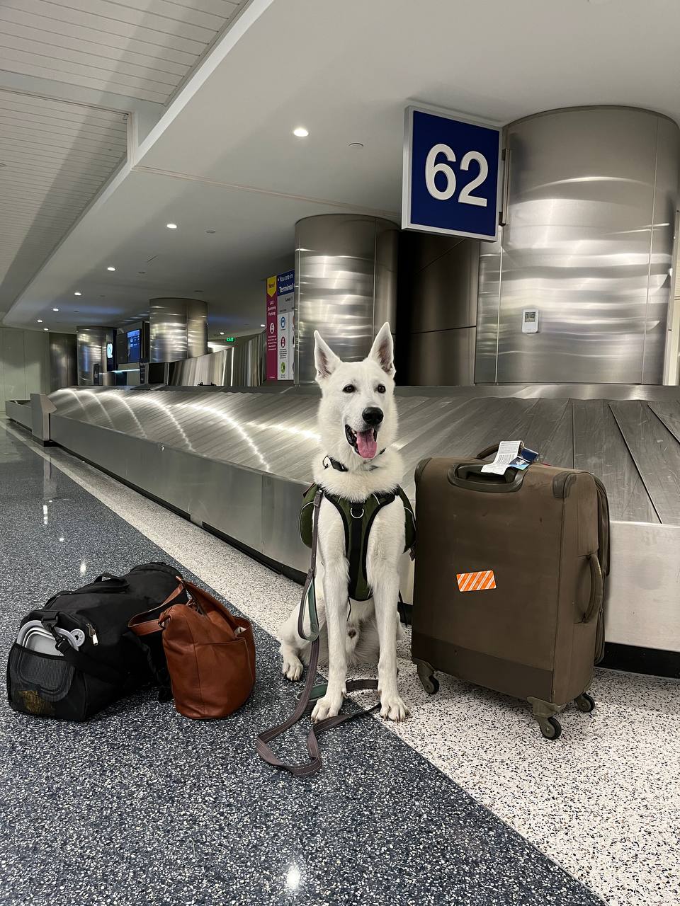 Sky, White Swiss Shepherd — portrait