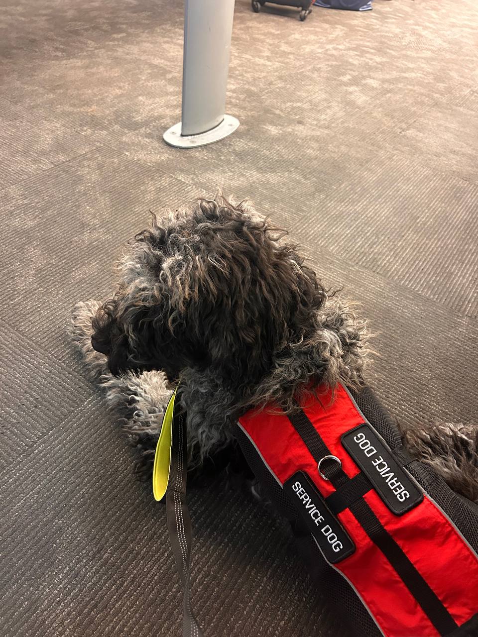 Broke, Labradoodle — portrait