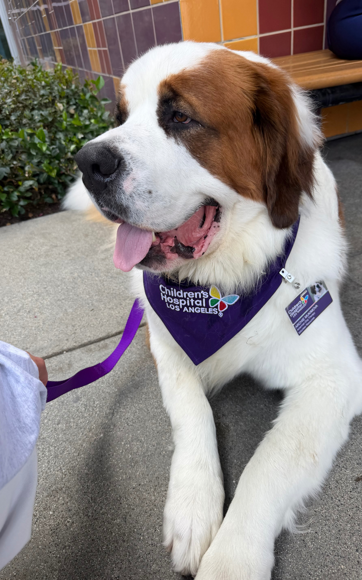 Archie, St. Bernard — portrait