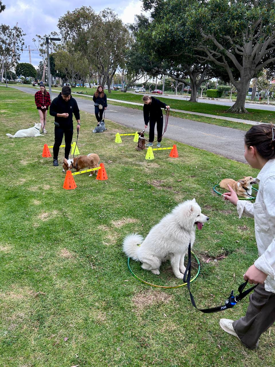 Multi-dog group class practicing platform and cone work