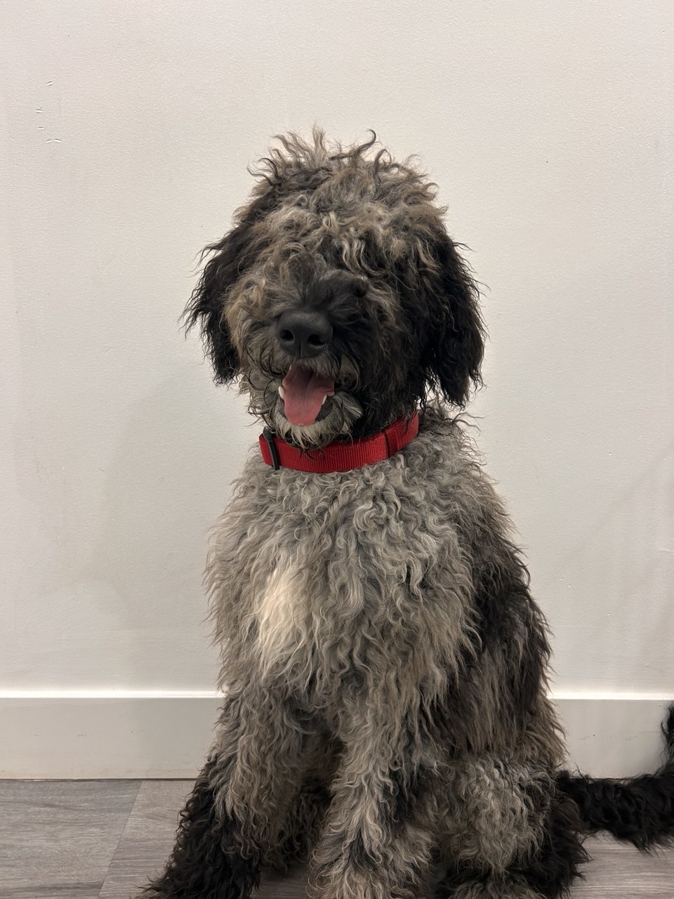 Broke, Labradoodle — in the field